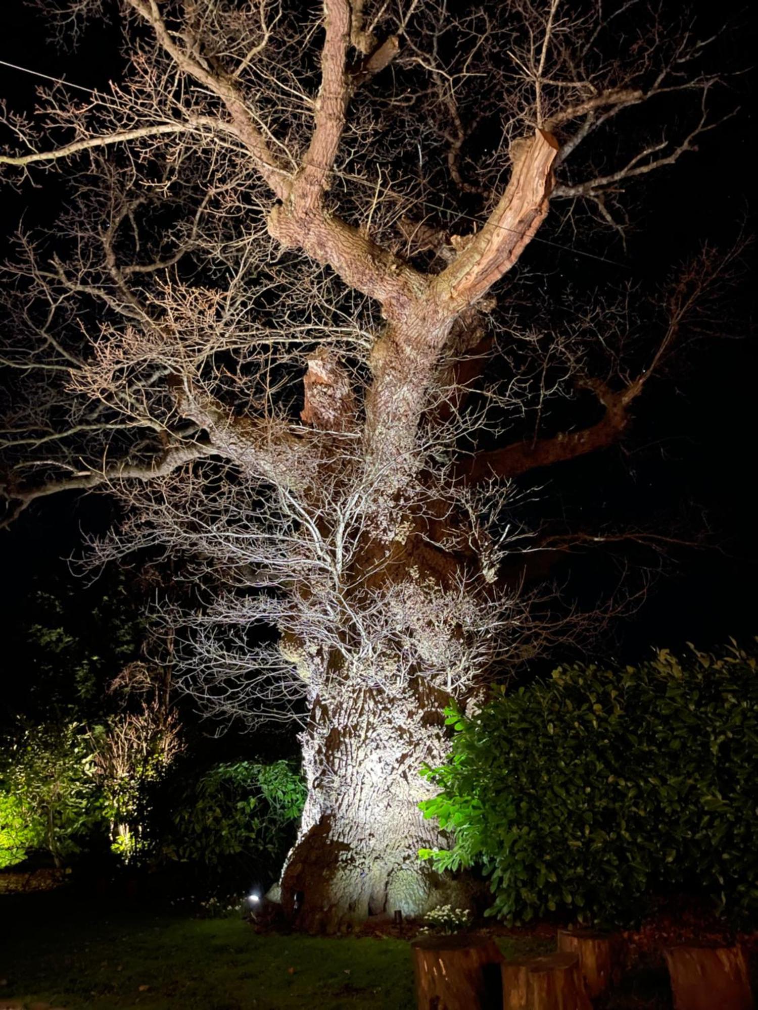 Oak Tree Hideaway Holiday home *